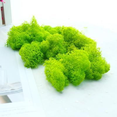 China Beautiful Colorful Preserved All Season Garden Landscape Live Moss Greenish Wall Preserved Moss for sale