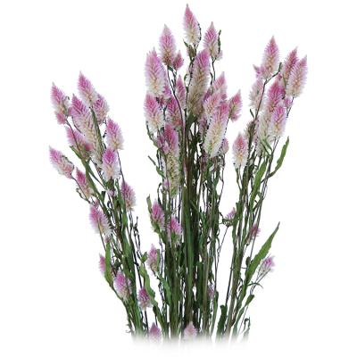 China Events Decoration Yunnan Factory Wholesale Dried Flowers Dried Shade Flowers Sago Flower For Home Decor for sale