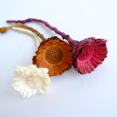 China The Most Popular High Quality Natural Sun Flower Dried Flowers Africa Sun Decorative Dried Flowers for sale