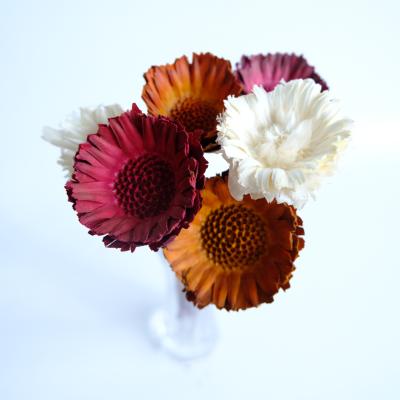 China Natural Flower Wholesale Preserved Flowers Gerbera Sun Dried Flowers For Decorative Flowers for sale