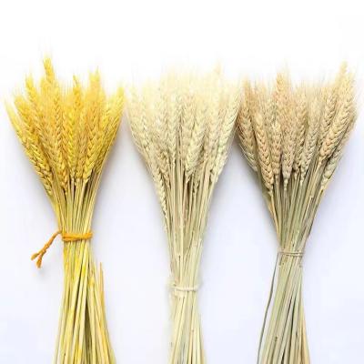 China Events Decoration Real Natural Dry Touch Dried Flowers Dried Wheat For Wedding Home Decor Store for sale