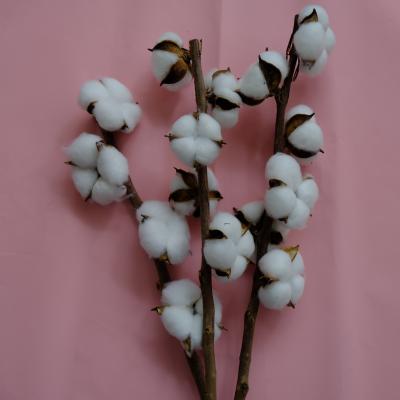 China Factory Wholesale Dried Flower Cotton Dried Flower Cotton For Wedding Decoration for sale