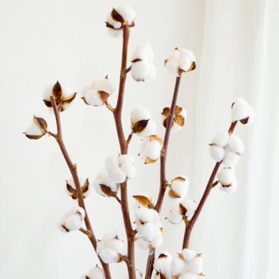 China Cotton Factory Supply Wholesale Dried Cotton Flower Dried Flower For Christmas Home Wedding Decor for sale