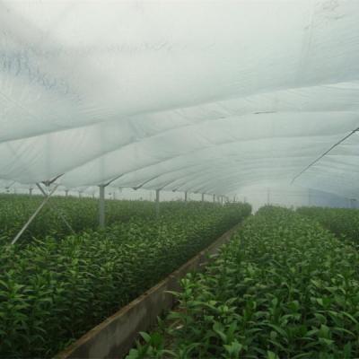 China Single Green PE Span Plastic Film House With Irrigation System for sale