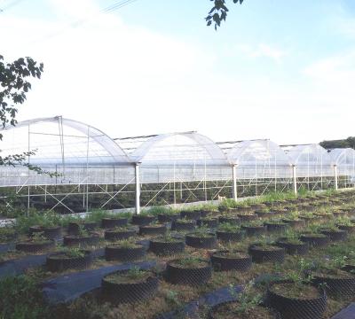 China PE Easy Assemble Poly Pipe Max Mushroom Farm Greenhouse for sale