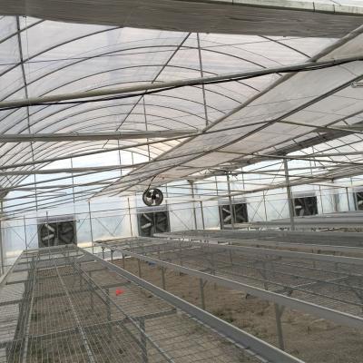 China PE Equipment Green House Hot Galvanized Iron Sheet Agricultural Plastic Greenhouse for sale