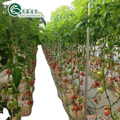 China Cultiva tus propias verduras frutas y flores con nuestro invernadero comercial Filipinas en venta