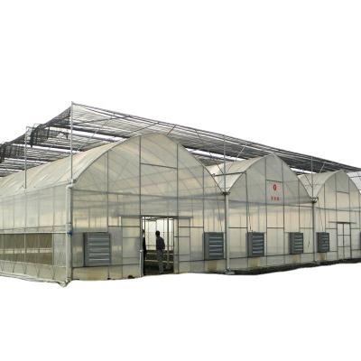 China Customized Multi-span Vegetable Grow Tunnel Greenhouse for Vegetable Cultivation for sale