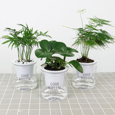 China Corrosion Resistance Creative Water Absorbing Watering Self Planter Flowerpot Clear Plastic Lazy Flower Pot for sale