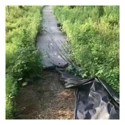 China Agriculture Cultivation Black Or Green Color Anti Weed Mat Grass Cloth Weed Control UV Treated PP Woven Ground Cover for sale