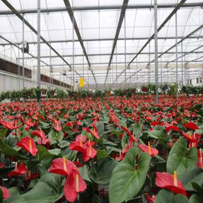 China Agricultural Venlo Smart Glass Greenhouse For Flowers for sale