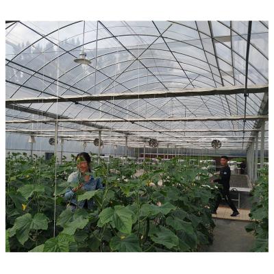 China Commercial Large Poly Film Stable Multi-span Tunnel Arch Dutch Structure Bucket Tomato Hydroponics System Greenhouse for sale