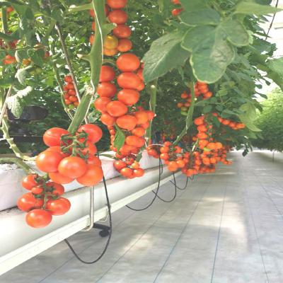 China PC Sheet Venlo PC Sheet Tomato Greenhouse With International Certificate for sale