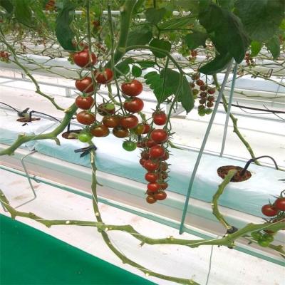 China Commercial used commercial greenhouse agricultural film greenhouse with dwc hydroponic system for sale for sale