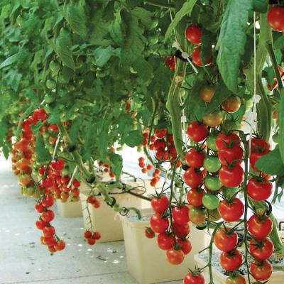 China Commercial Used Greenhouse Hydroponics System Vertical Greenhouses For Agriculture Plastic Greenhouse for sale