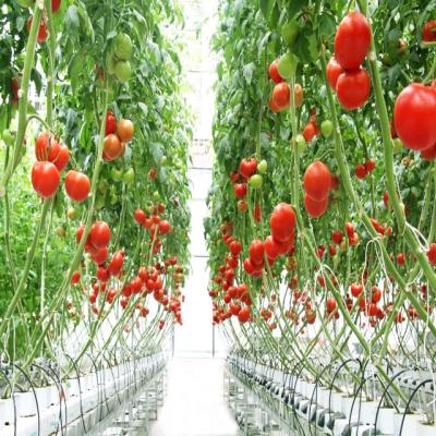 China Arch Type Greenhouse Advanced Technology Commercial Greenhouse Multi-Span Film Greenhouse For Hydroponics And Soilless Culture for sale