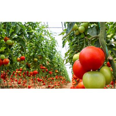 China Stable Structure Easily Assembled New Type Plastic Tunnel Tomato Greenhouse for sale