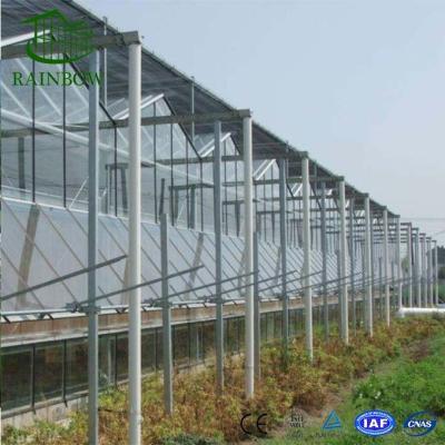 China Venlo Glass Type Tomato Glass Greenhouse With Hydroponics System for sale