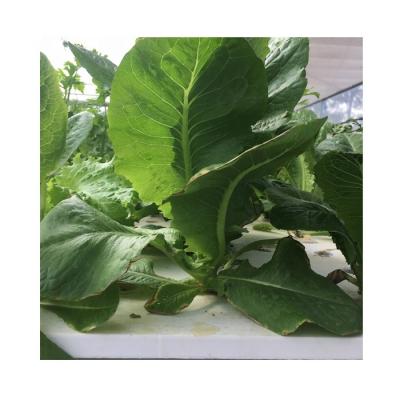 China Easy Growing Hydroponic System Greenhouse For Vegetables for sale