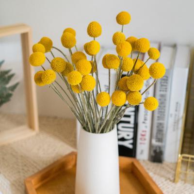 China Natural Zhuoou Preserved Billy Button Dried Craspedia Flower Hot Sale Dried Flowers For Home Decoration for sale