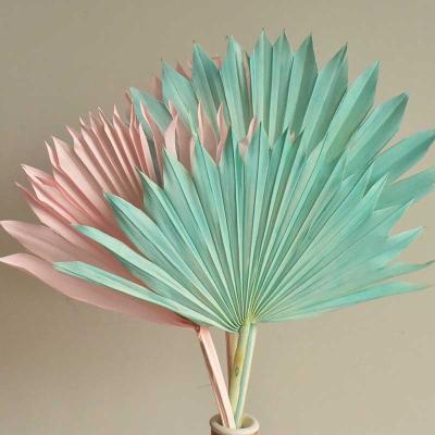 China ZHUOOU wholesale natural dried palm leaves natural palm leaf for home decoration for sale