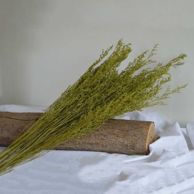 China ZHUOOU Lover Natural Dry Grass Home Decoration Natural Dry Grass Bunch for sale