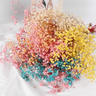 China 1 Bunch Natural Preserved Fresh Babybreath Bunches Decoration Zhuoou Dried Gypsophila Flower New Dried Flowers For Festival Decoration for sale