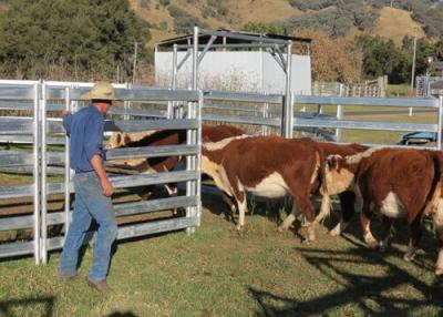 China Oval Pipe Portable Horse Corral Panels Easily Assembled for sale