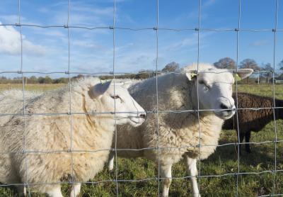 Cina Elettrici galvanizzati rivestono di ferro l'azienda agricola di 0.5m che recinta il cavo Mesh For Livestocks in vendita