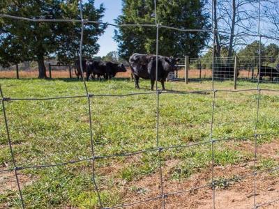 China ganado del alambre de la altura del 1.5m que cerca resistente galvanizada en venta