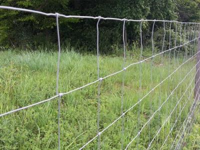 China Viehbestand-heiße eingetauchte galvanisierte Bauernhof-Rotwild, die 80cm hoch einzäunen zu verkaufen