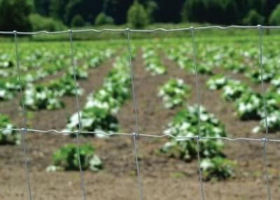 China El ganado de la altura de la junta de bisagra de la granja el 1m coloca la cerca For Sheep en venta