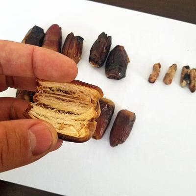 China Automatically Barni date destoning machine designed to remove seed from date palm for sale