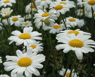 China Pyrethrum Extract 25%50% pyrethrins for sale