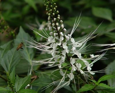 Chine Spicate Clerodendranthus Herb Extract,Herb of Spicate Clerodendranthus PE,Java Tea Extract à vendre