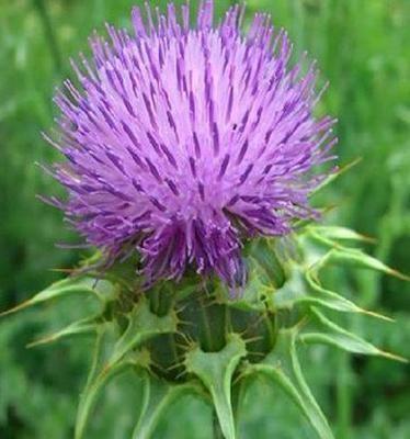 China Silybum marianum Extract,milk thistle extract,silymarin,silymarin powder,silybin for sale