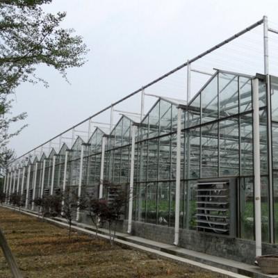 China 10 X 6 10 X 12 10 X 10 X 10 10 X 8 Vidrio comercial Invernadero Acero galvanizado Vegetales de cultivo de flores en venta