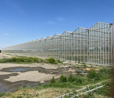 China 12m Span-Rohr verbunden Venlo Gehärtetes Glas Gewächshaus für Blumen 12x10 12x12 12x14 zu verkaufen