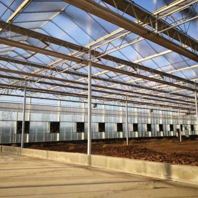 China 6x12 6x10 6x8 Large Venlo Type Polycarbonate Greenhouse Design With Galvanized Steel Structure for sale