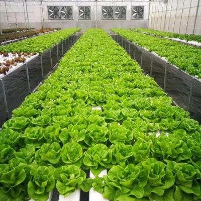 China 100x50mm Nft Sistema de canaletas hidropónicas de lluvia canales de PVC sistema de cultivo para la lechuga y la fresa en venta