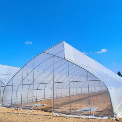 China 10ft Plastic Film Sawtooth Greenhouse Tunnel Tropical Top Ventilation Tomato Growing for sale