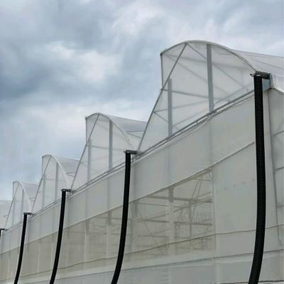 China 3m-6m Tropical Sawtooth Greenhouse Gutter Connected Steel Framework For Hydroponic Roses for sale