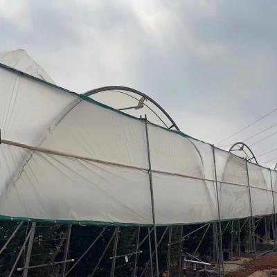 China Uv Resistant Polyethylene Berry Hoop Film Greenhouse With Door Keep Warm Growing Strawberry Blueberry for sale