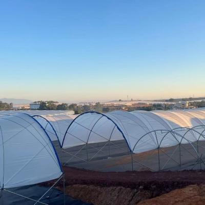 China Multi-Span Structure Greenhouse Commercieel Modern Blueberry Hoop Groenhuis Met Filmbedekking Te koop