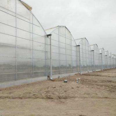 China Agricultura Invernadero de hojas de policarbonato para el cultivo de tomates en venta