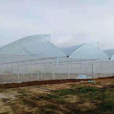 China 40 Mesh Insect Net Covered Multi Span Sawtooth Type Greenhouse  For Rose In Tropical Area for sale