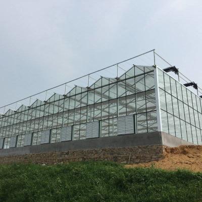 China Venlo Dachglas Gewächshaus für Landwirtschaft 10,8m Salat aus Laubgemüse Gewächshaus zu verkaufen