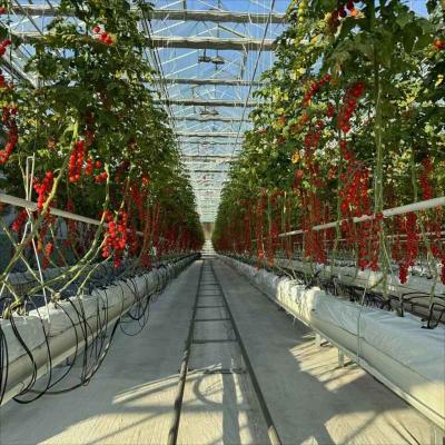 Cina 6x10 6ft X 4ft Intelligente Commerciale Agricoltura Vetro Serra Per Fiori Patate Pepe in vendita