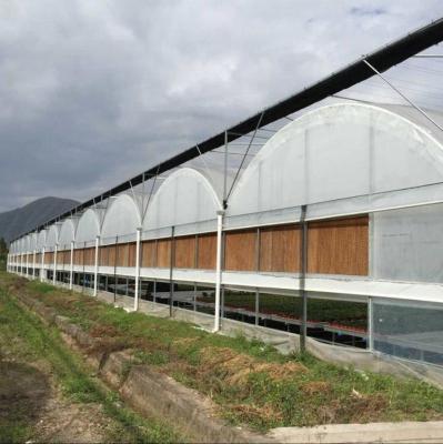 China Estufas de plástico transparente de grande porte Multi Span 3-6m Altura da calha Estufas de aço galvanizado à venda