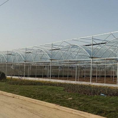 China 50meter Hot Galvanized Steel Pe Film Greenhouse Tomato Nuersery Seedling With Rolling Bench for sale